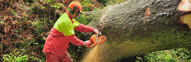 Forstwirt arbeitet gefällten Baum auf; Bild: Ingrid Lamour