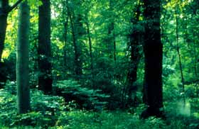 Waldmeister-Buchenwälder zählen zu den wüchsigsten Buchenwälder in Mitteleuropa.