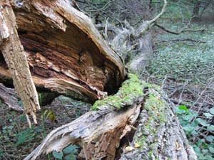 Biotopholz: Zum Verbrennen zu wertvoll