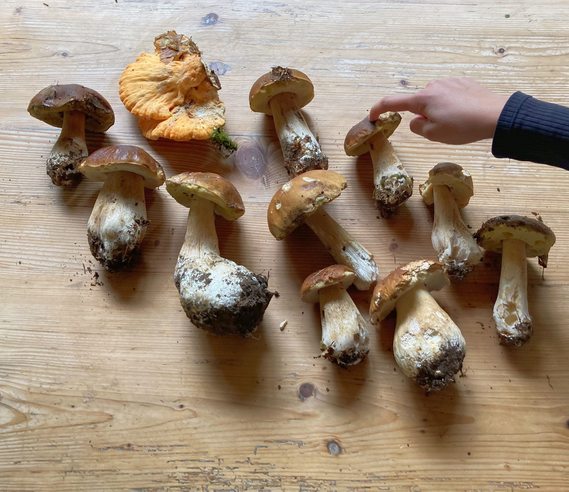 gesammelte Pilze liegen auf einem Holztisch, eine Kinderhand zeigt auf einen der Pilze