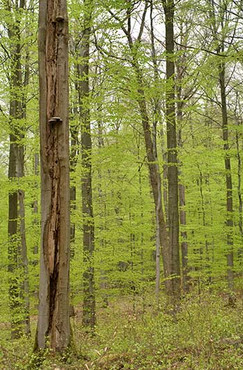 2012 wurden erstmals im Rahmen der Bundeswaldinventur Bäume mit ökologisch bedeutsamen Baummerkmalen erfasst.