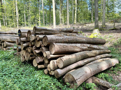 Das Foto zeigt einen Brennholzpolter 