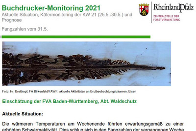 Das Bild zeigt den Screenshot des Borkenkäferberichts.