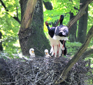 Schwarzstorch-Horst Das Bild zeigt: einen Schwarzstorch mit seinen Jungen im Horst