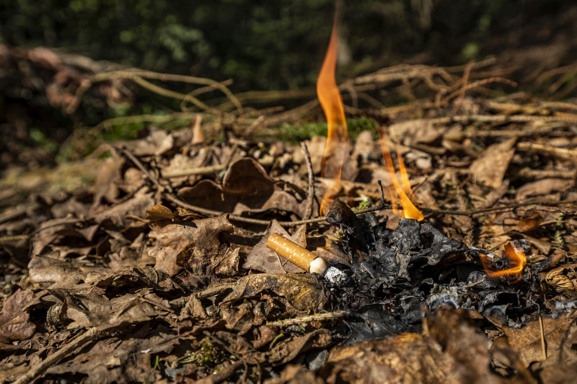 Das Bild zeigt eine brennende Zigarette, die auf dem Waldboden liegt.