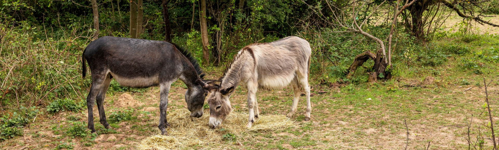 Esel Esel auf der Weide im Wald-Naturschutzzentrum