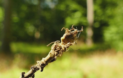 Knospe der Zerreiche Das Bild zeigt: Knospe der Zerreiche