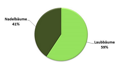 Diagramm Anteile Laub- zu Nadelholz: Laubholz 59 %, Nadelholz 41 %