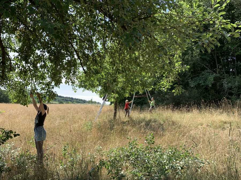 Das Bild zeigt freiwillige des Bergwaldprojekts schneidet Äste eines Obstbaumes. Im Hintergrund tragen zwei Personen einen Baumschnittleiter.