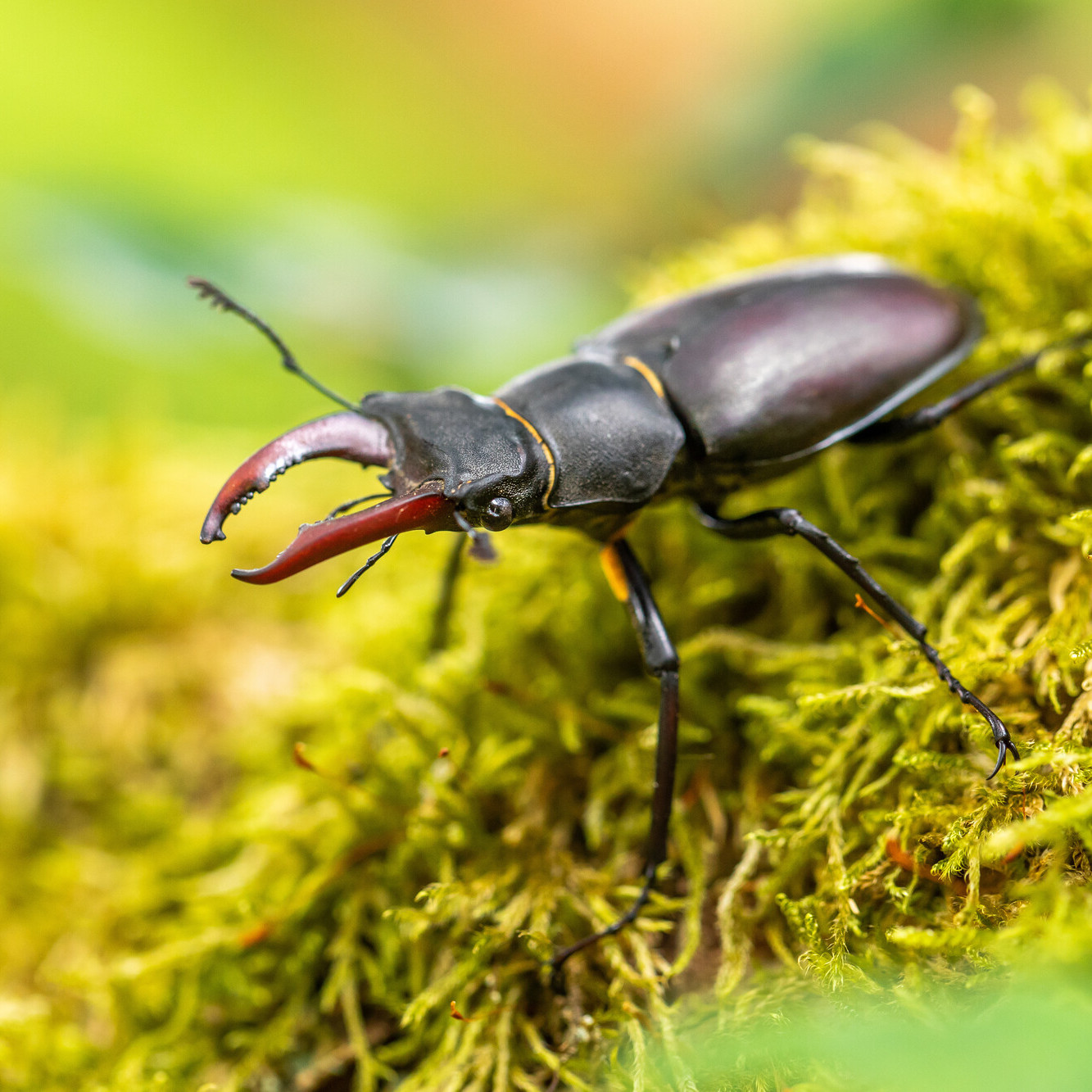 Hirschkäfer Hirschkäfer