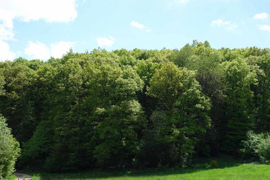 Wald im Forstamt Prüm