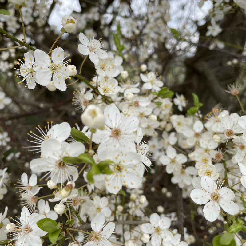Im März erscheinen am Waldrand an der wilden Pflaume die ersten weißen Baumblüten.