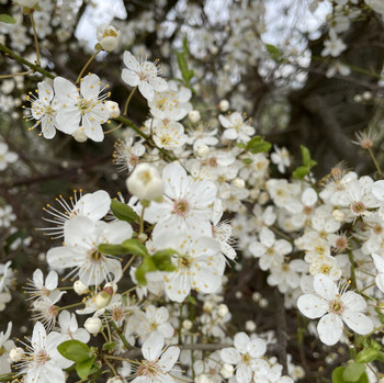 Das Bild zeigt: Im März erscheinen am Waldrand an der wilden Pflaume die ersten weißen Baumblüten.