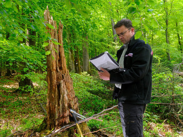 Förster bei wissenschaftlichen Aufnahmen im Wald
