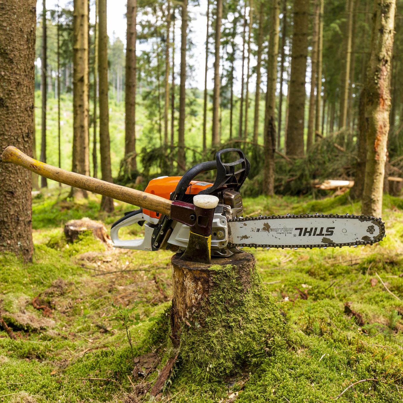 Das Bild zeigt: eine Motorsäge und eine Axt auf einem Baumstamm