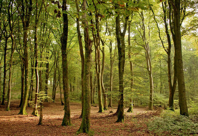Forstrevier Freudenburg-Trassem, Forstrevier Klink, Forstrevier Palzem Das Bild zeigt einen Alten Buchenwald