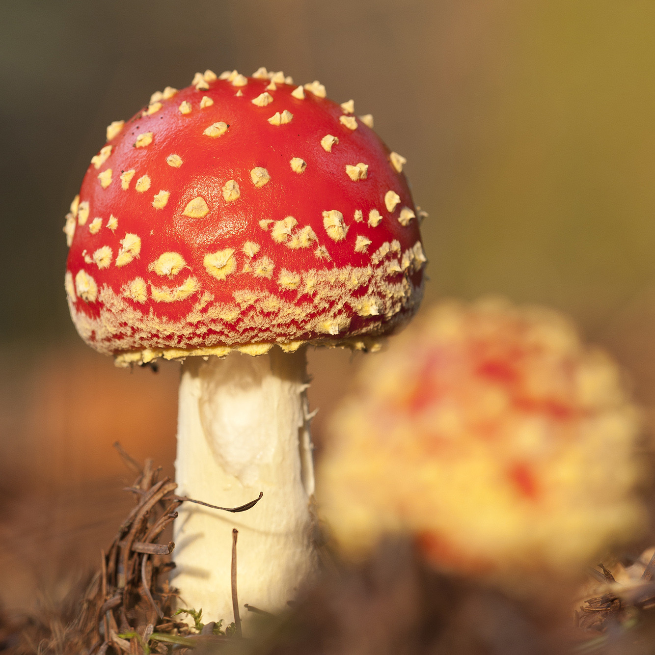 Fliegenpilz Das Bild zeigt: zwei Fliegenpilze