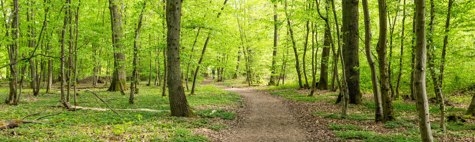 Wald Wald mit Waldweg