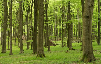 Die Pfälzerwald-Apotheke: Ein Besuch in der Praxis von Frau Doktor Natur