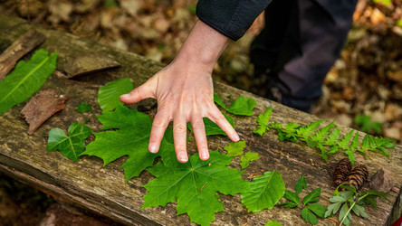 Das Bild zeigt: Größenvergleich Blatt - Hand