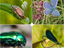 Fotocollage verschiedene Insekten