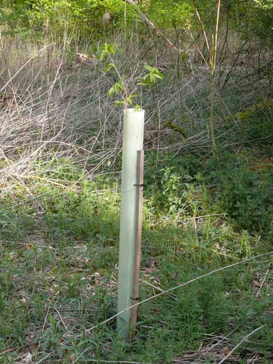 Edelkastanie in Wuchshülle Das Bild zeigt: Edelkastanie in Wuchshülle
