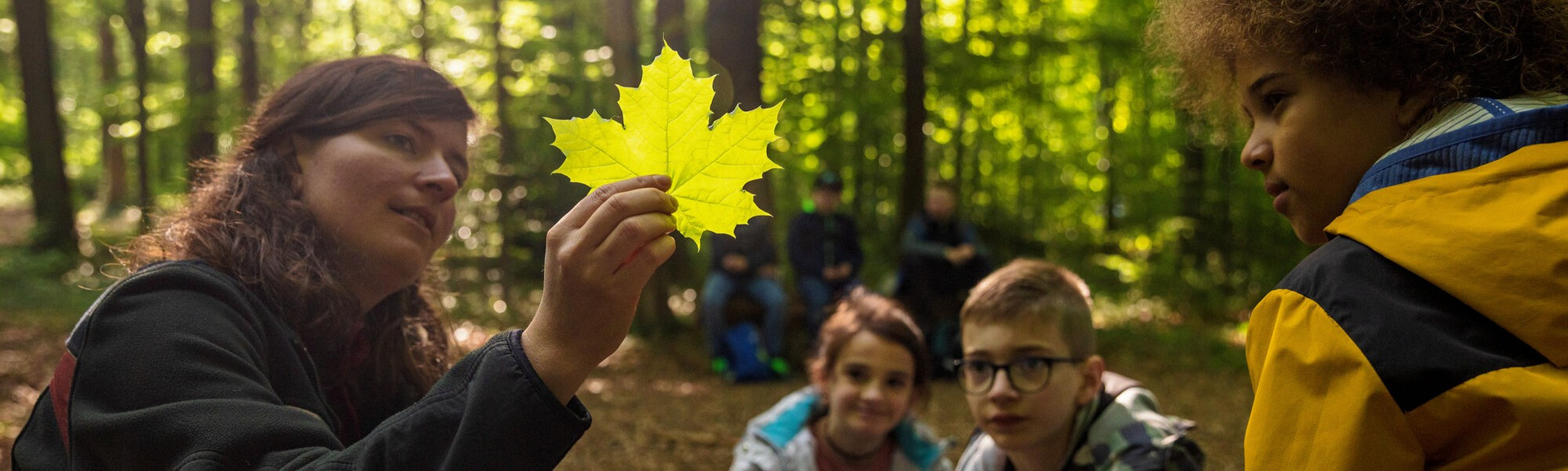 Umweltbildung Eine Försterin hält ein Ahornblatt gegen das Licht, um es einer Gruppe von Kindern zu zeigen.