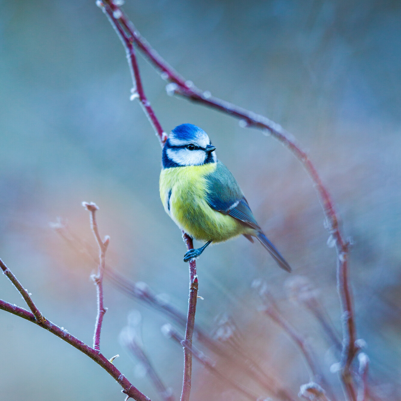 Das Bild zeigt: Blaumeise