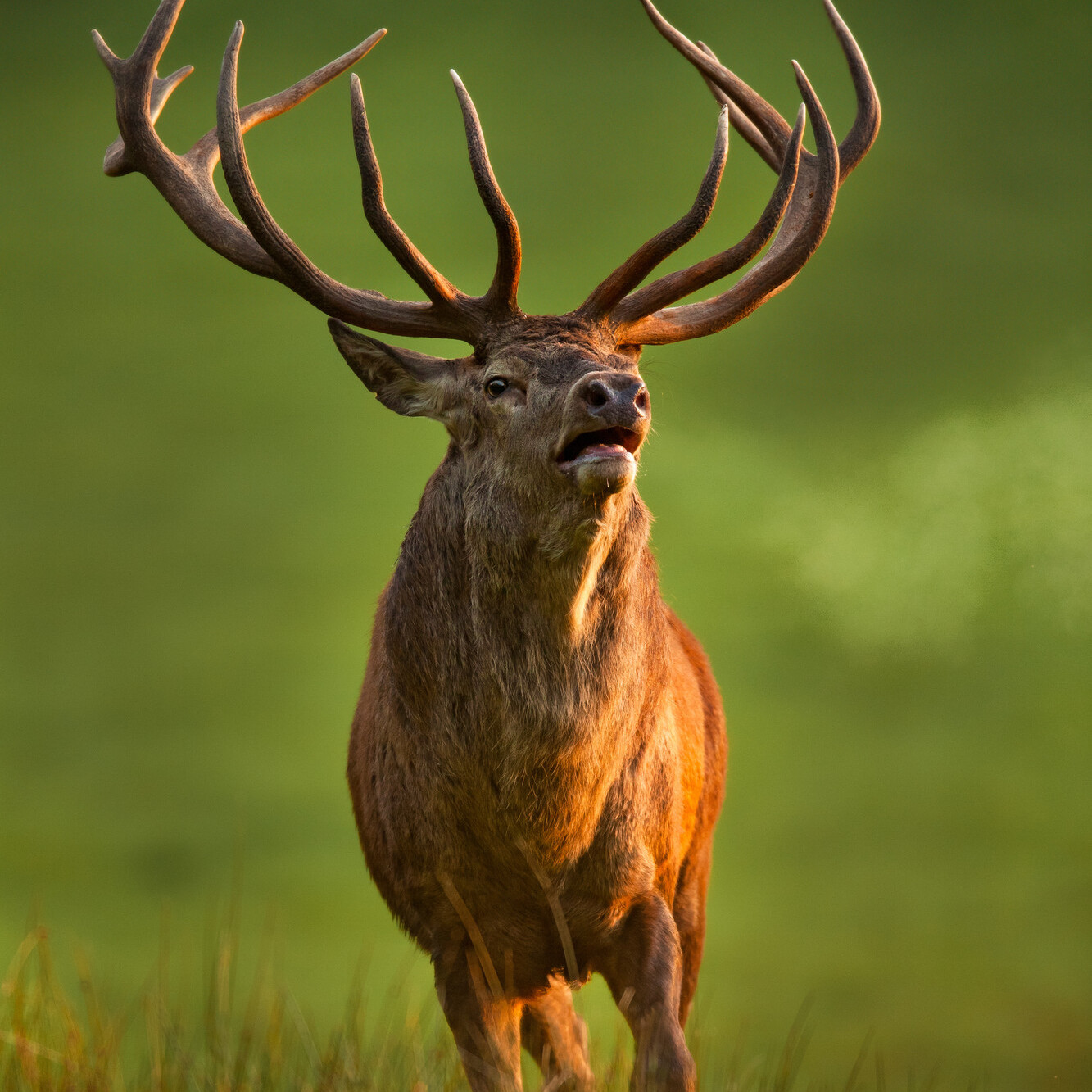 Das Bild zeigt: mänlliches Rotwild, Hirsch