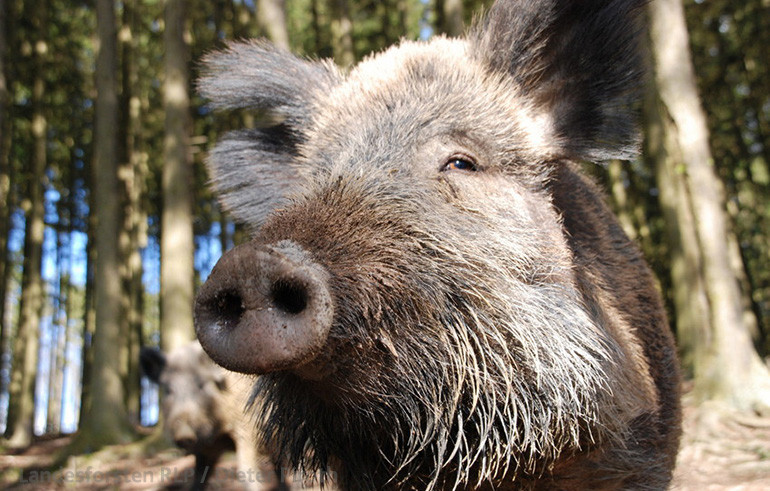 Wildschwein frontal Das Bild zeigt Wildschwein frontal im Wald.