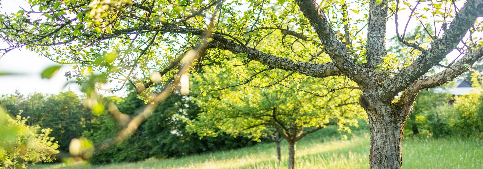 Obstbäume Das Bild zeigt Obstbäume auf einer Wiese im Frühling