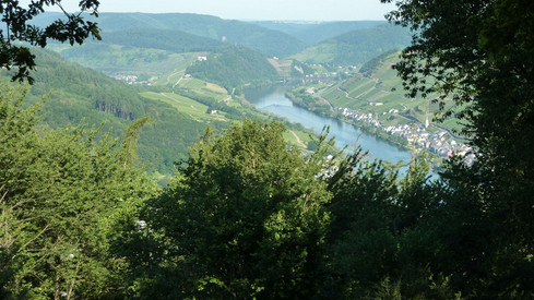 Forstrevier Eifelhöhe, Forstrevier Hunsrück, Forstrevier Lutzerather Höhe Das Bild zeigt die Mosellandschaft bei Zell