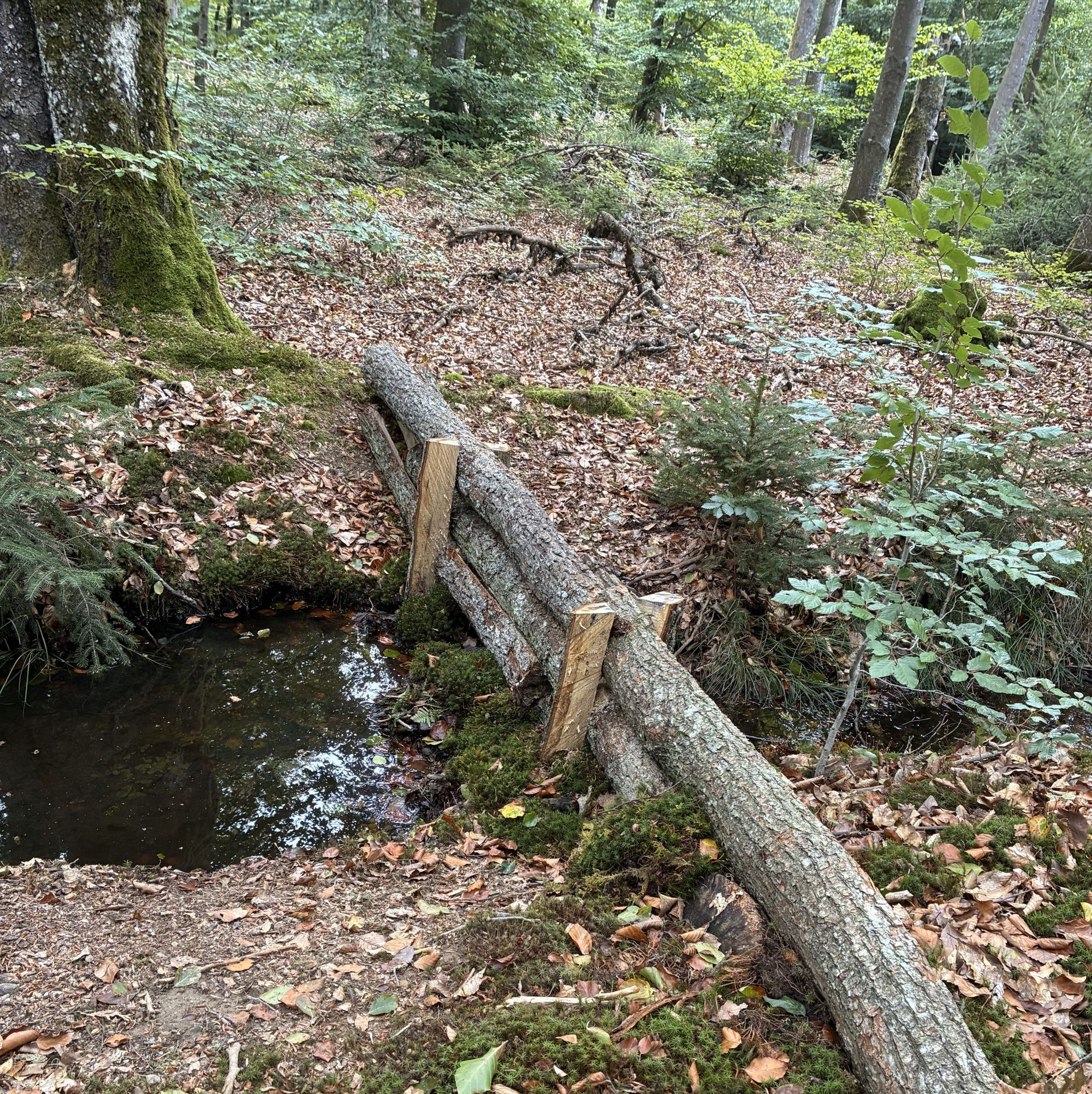 Wasserrückhalt im Wald Dieses Bild zeigt zwei aufeinander gestapelte Baumstämme, die für den Wasserrückhalt im Wald sorgen.