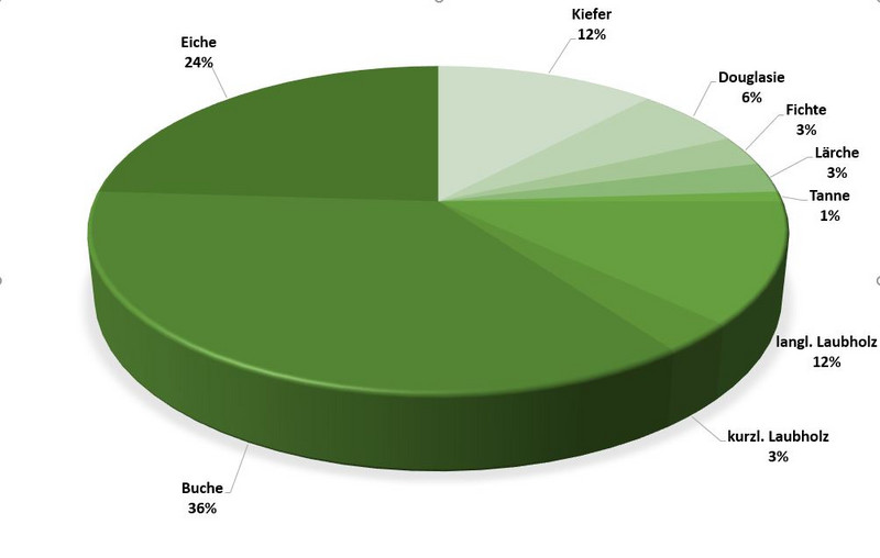 Das Bild zeigt: Prozentuale Baumartenverteilung: 36 % Buche, 24 Prozent Eiche, 12 % Kiefer, Douglasie 6 %, Fichte 3 %, Lärche 3 %, Tanne 1 %, Laubholz (lange Längen) 12 %, Laubholz (kurze Längen)