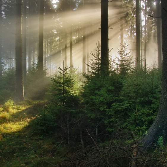 Das Bild zeigt Nebel im Wald. Sonnenstrahlen fallen von rechts oben ins Bild.