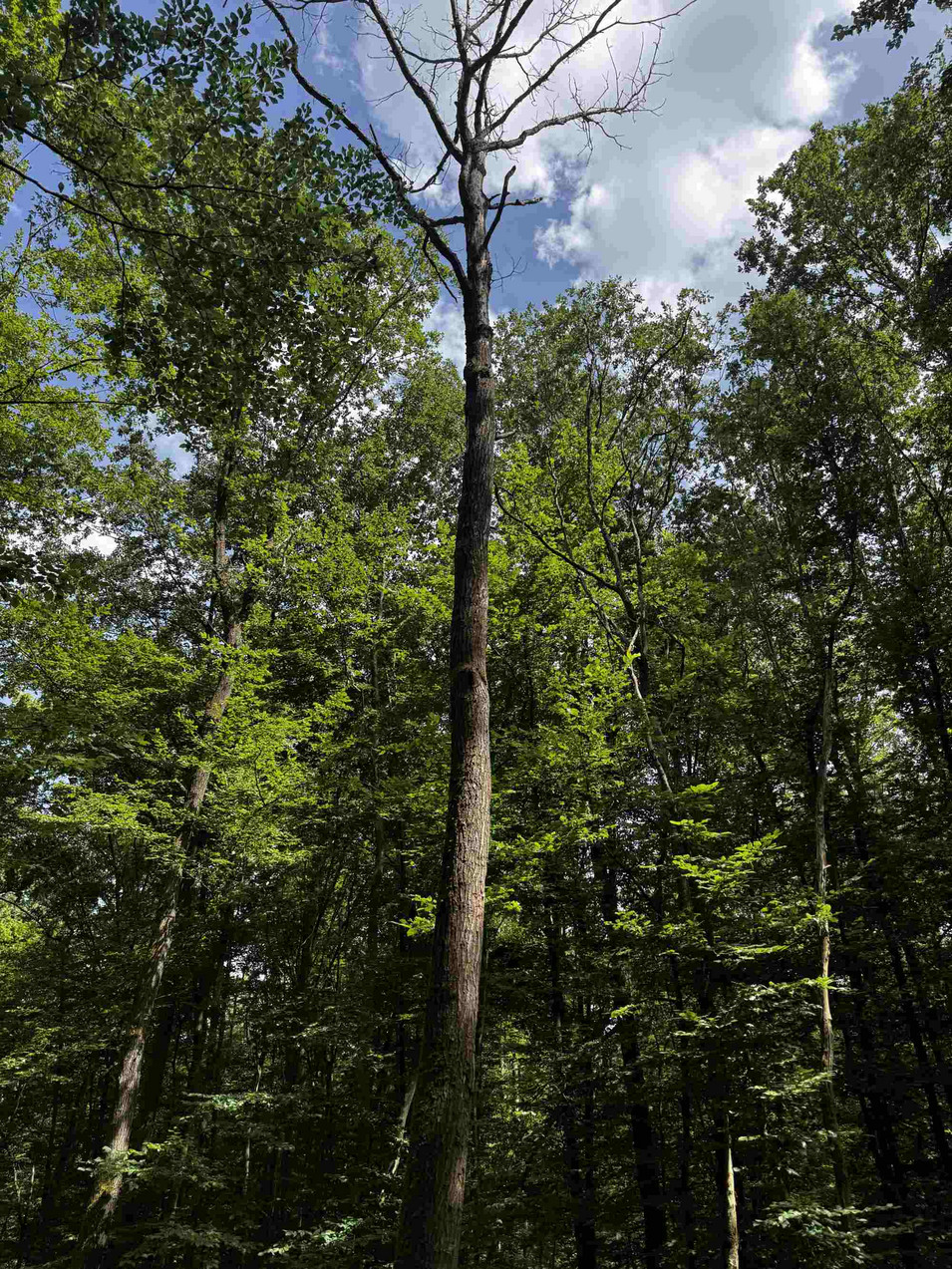 Ein abgestorbener Baum im Wald