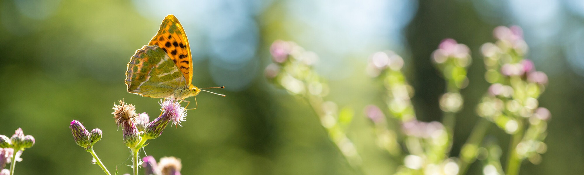 Falter auf violetten Distelblüten