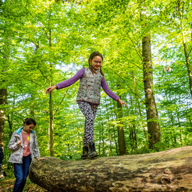 Kinder balancieren im sommerlichen Wald auf einem Baumstamm.