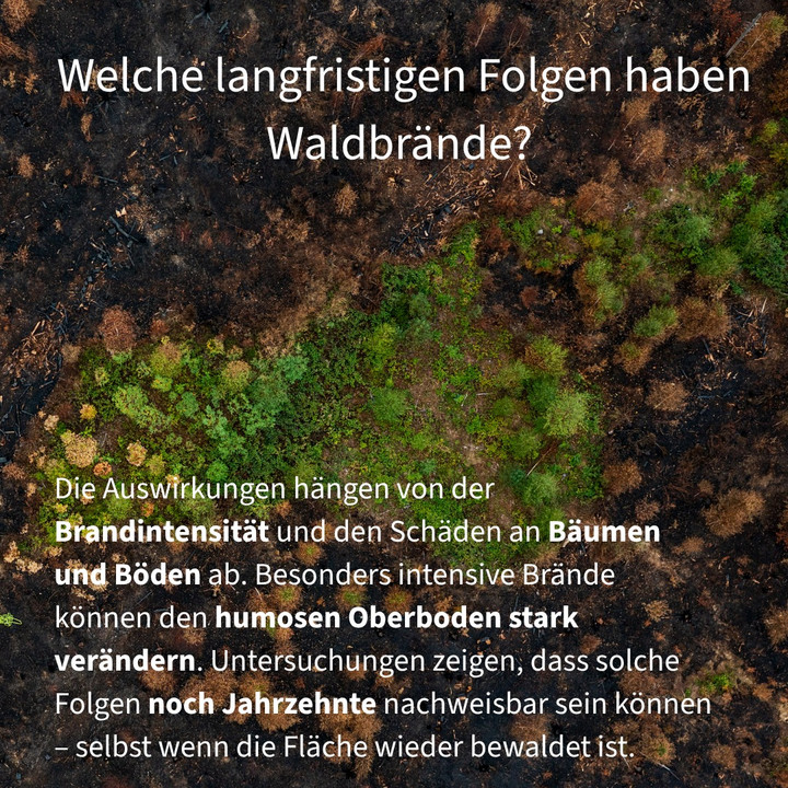 Waldbrände 2026 in Rheinland-Pfalz: Die Bilanz