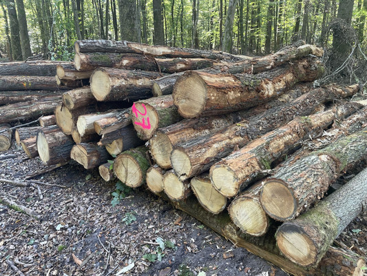 Das Bild zeigt übereinander gelagerte Holzstämme für den Verkauf an Brennholzkunden.