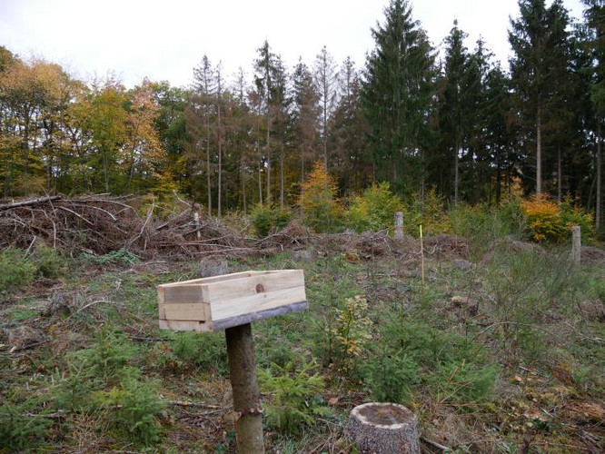 Das Bild zeigt: Häher-Tisch mit Eicheln auf der Fläche aufgestellt.
