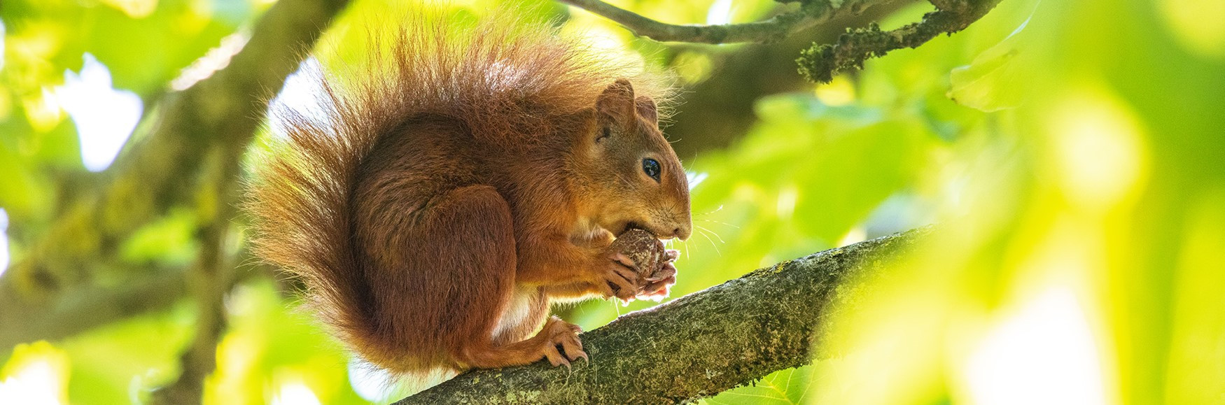 Eichhörnchen beim Fressen auf einem Ast