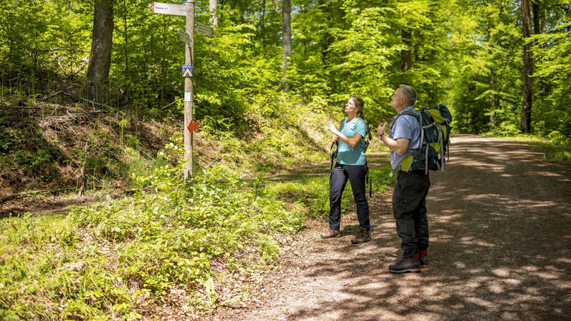Das Bild zeigt Wanderer im Laubwald