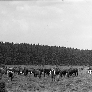 Dieses Bild zeigt eine Vieherde auf einer Wiese aus dem Jahr 1937