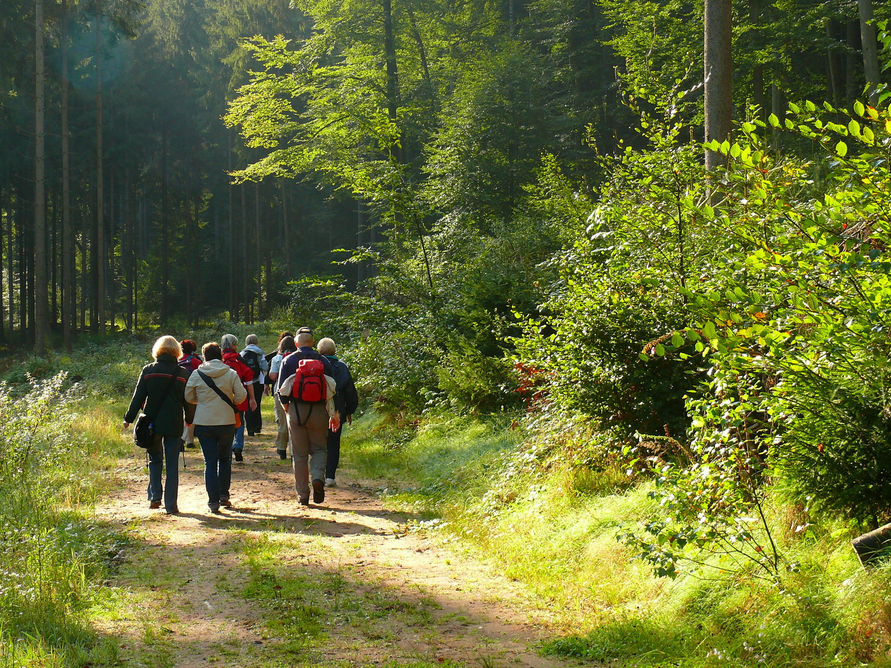 Wanderung durch den Wald mit mehreren Personen