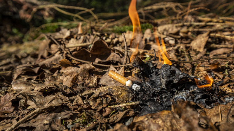 Entstehender Waldbrand Das Bild zeigt eine weggeworfene Zigarettenkippe, die einen Waldbrand entzündet