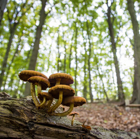 In diesem Bild sind Pilze in auf dem Waldboden eines Buchenwaldes zu sehen.