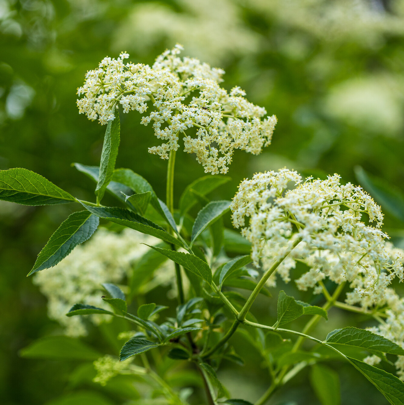 Holunder Das Bild zeigt: Weiße Holunderblüten vor grünem Waldlaub