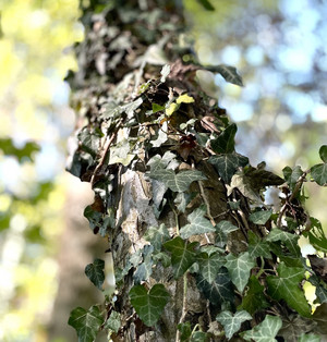 Efeu im Wald