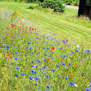 Wildblumenwiese Das Bild zeigt: Wildblumenwiese